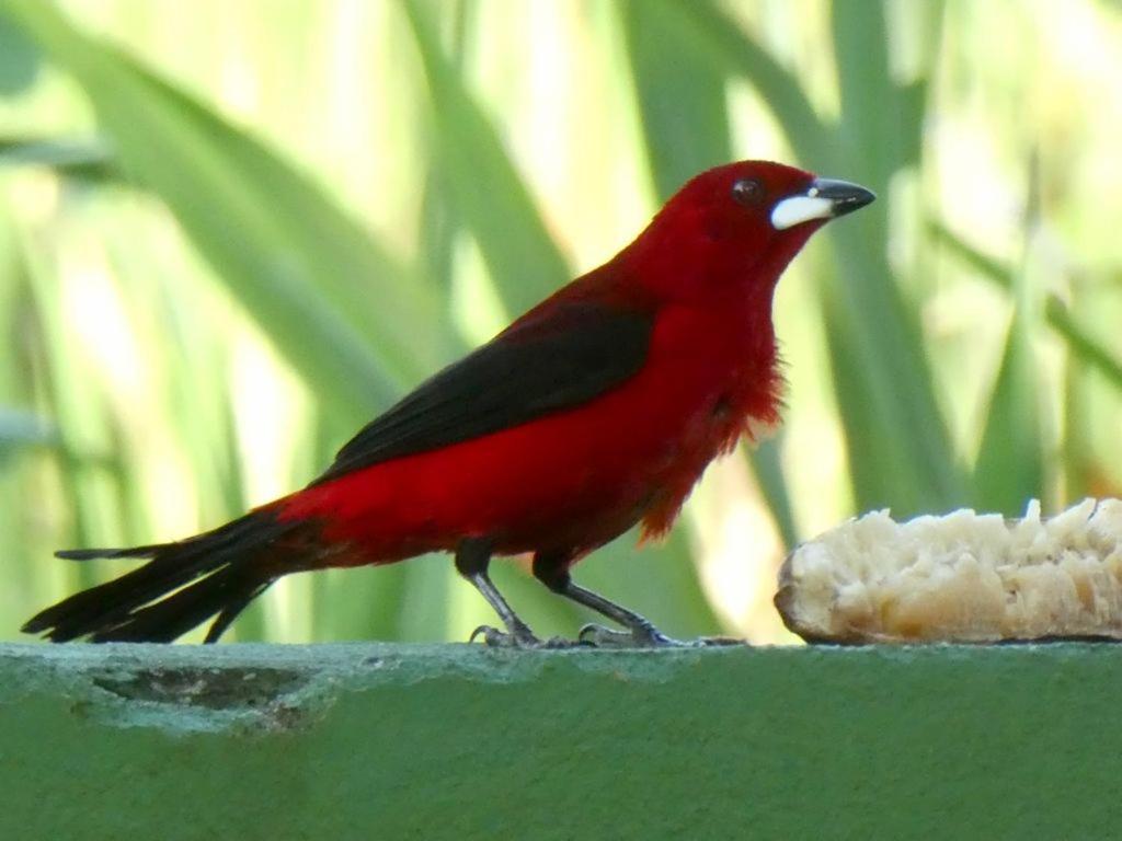 Pousada Mangue Seco イタウナス エクステリア 写真