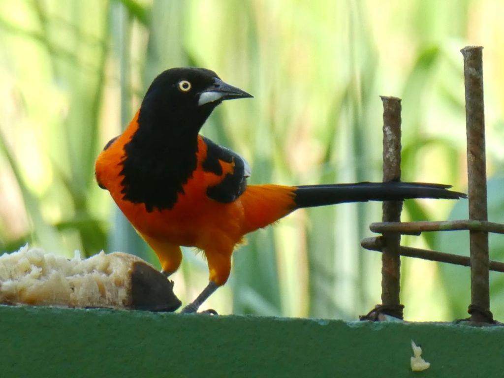 Pousada Mangue Seco イタウナス エクステリア 写真