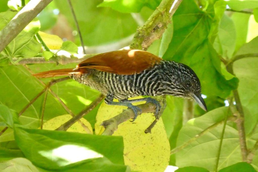Pousada Mangue Seco イタウナス エクステリア 写真